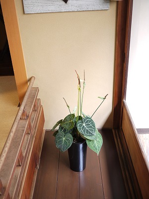 P1050917.jpg