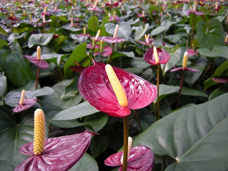 anthu-haru_06.jpg