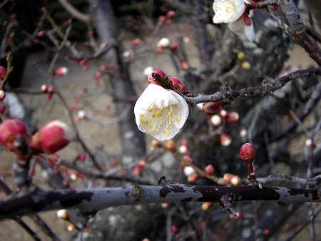 ume.jpg