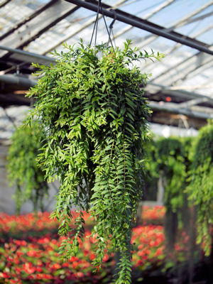 aeschynanthus_1.jpg