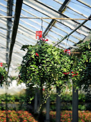 aeschynanthus_2.jpg