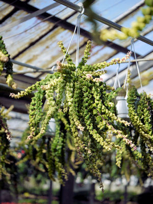 aeschynanthus_3.jpg