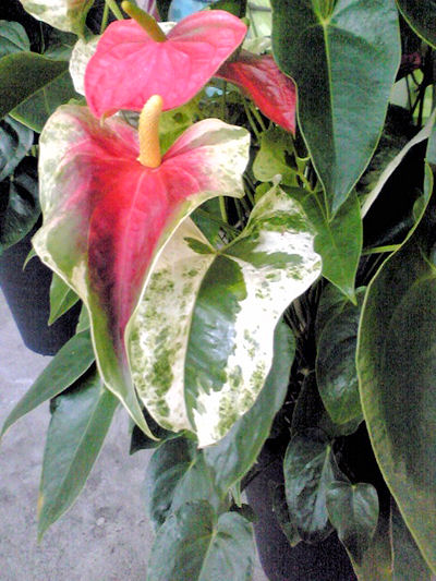 ちょっと珍しい斑入り: 渥美・観葉植物・カワイ園芸だより