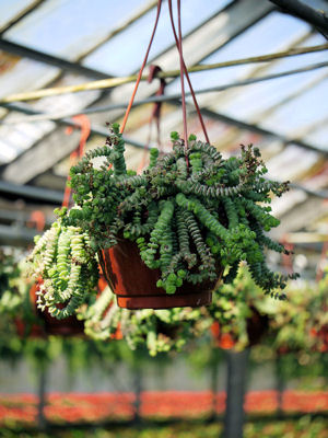 crassula.jpg