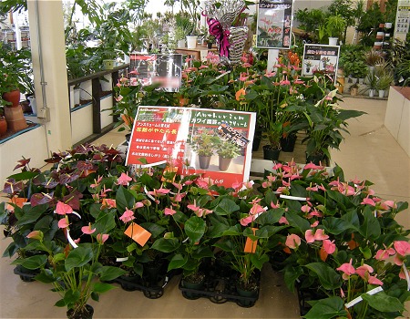 ジョイフル本田 荒川沖店に行ってきました 渥美 観葉植物 カワイ園芸だより