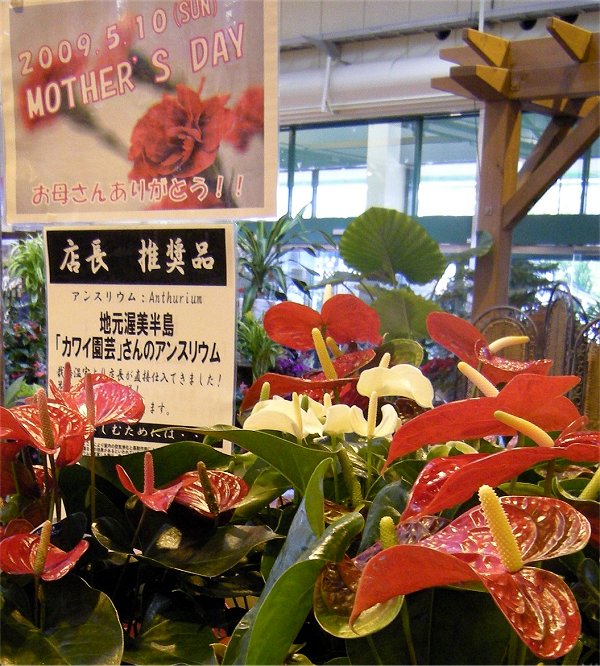 お店紹介 くくむガーデン 愛知県豊橋市 渥美 観葉植物 カワイ園芸だより