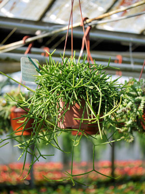 rhipsalis.jpg